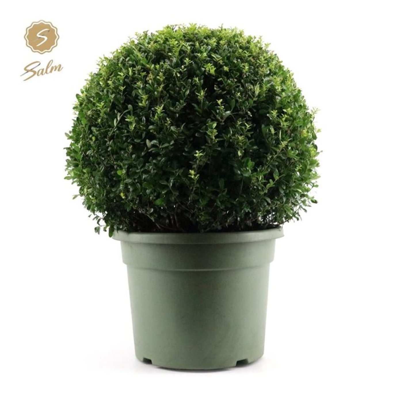 Ilex crenata - 70 CM Ball Cont.